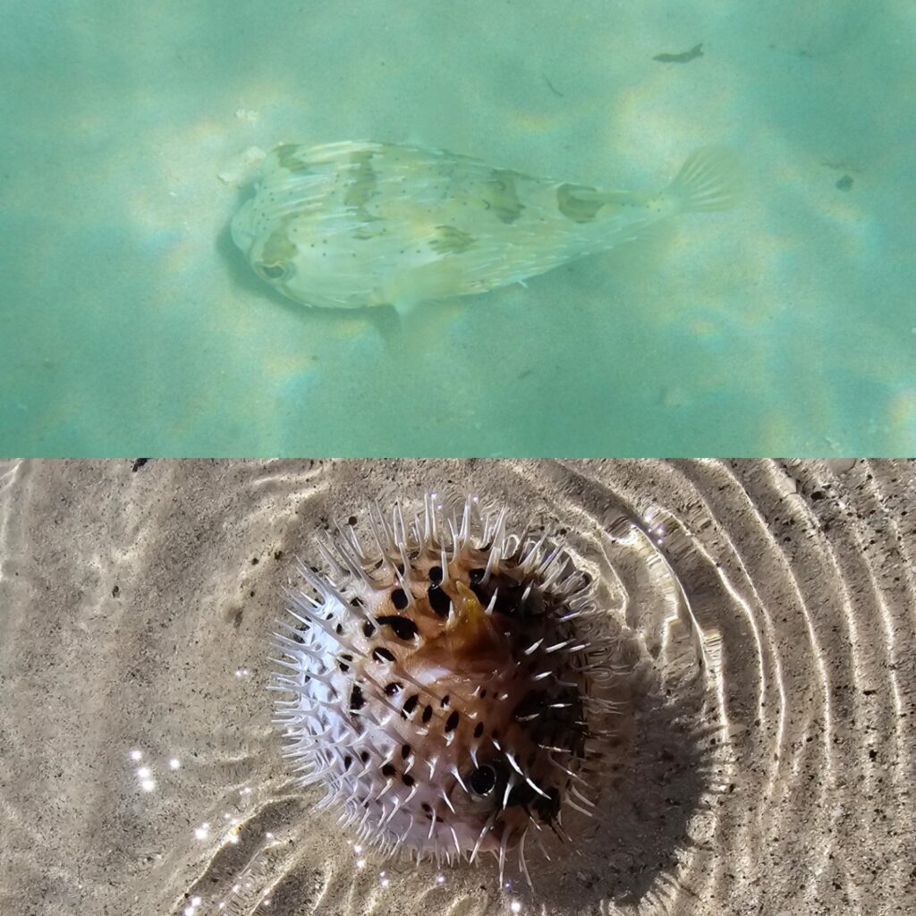 2 images de poisson-globe, la première avant qu'il ne gonfle, et la suite, quand il a gonflé, dans l'article qui s'intitule ''Roadtrip en Basse-Californie au Mexique - Partie II : Découvrir La Paz'' 