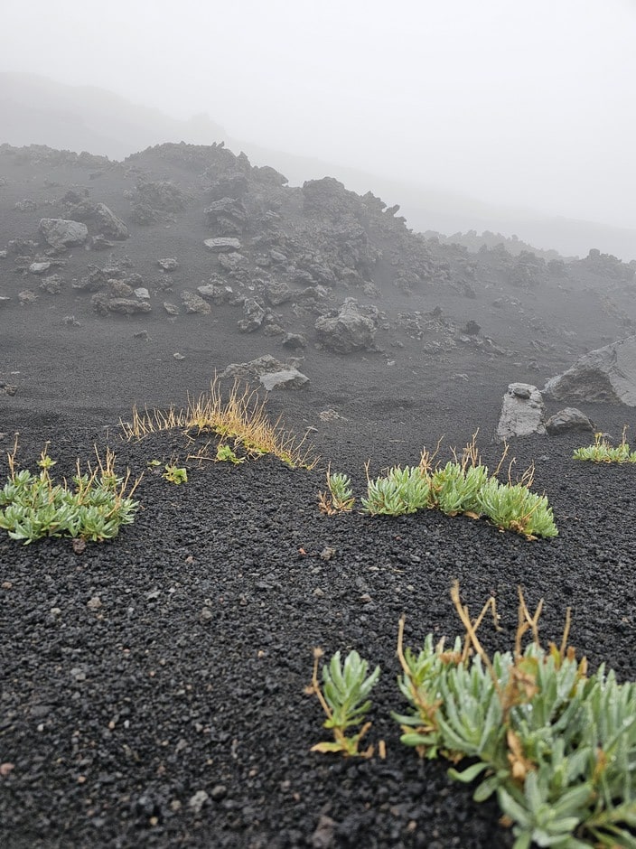 Pousses d'herbes dans les cendres du volcan italien