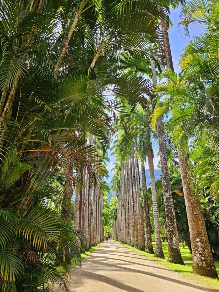 Allée de palmiers dans un jardin de Rio de Janeiro