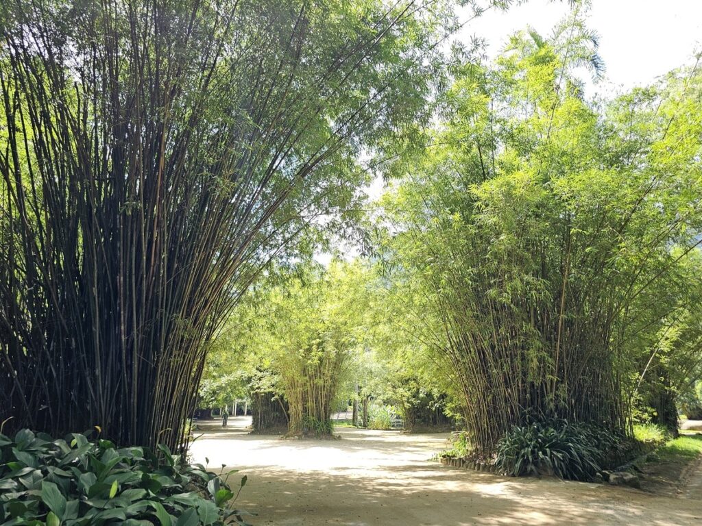 Plants de bambous