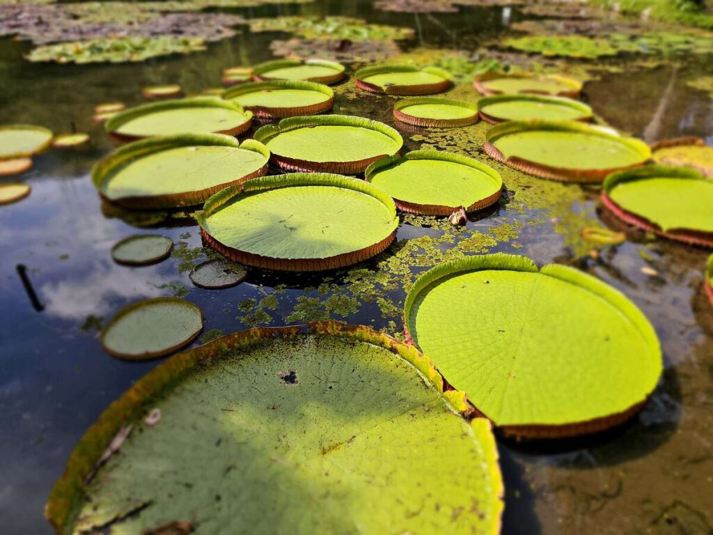 Feuilles de nénuphars géants à la surface de l'eau