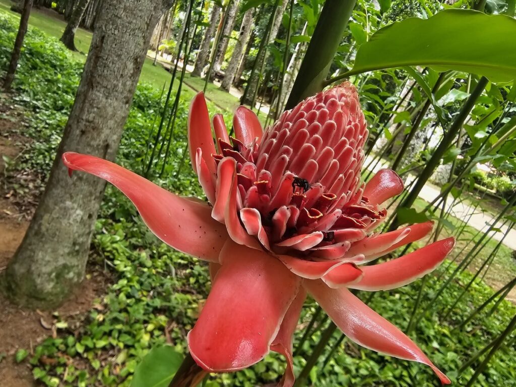 Fleur rouge tropicale géante