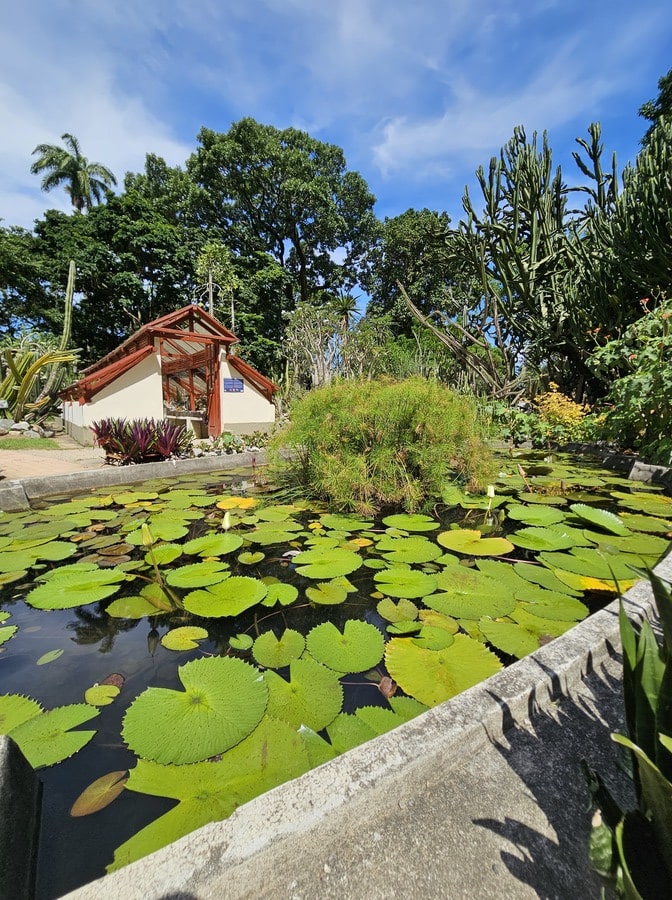Étang d'eau rempli de nénuphars géants