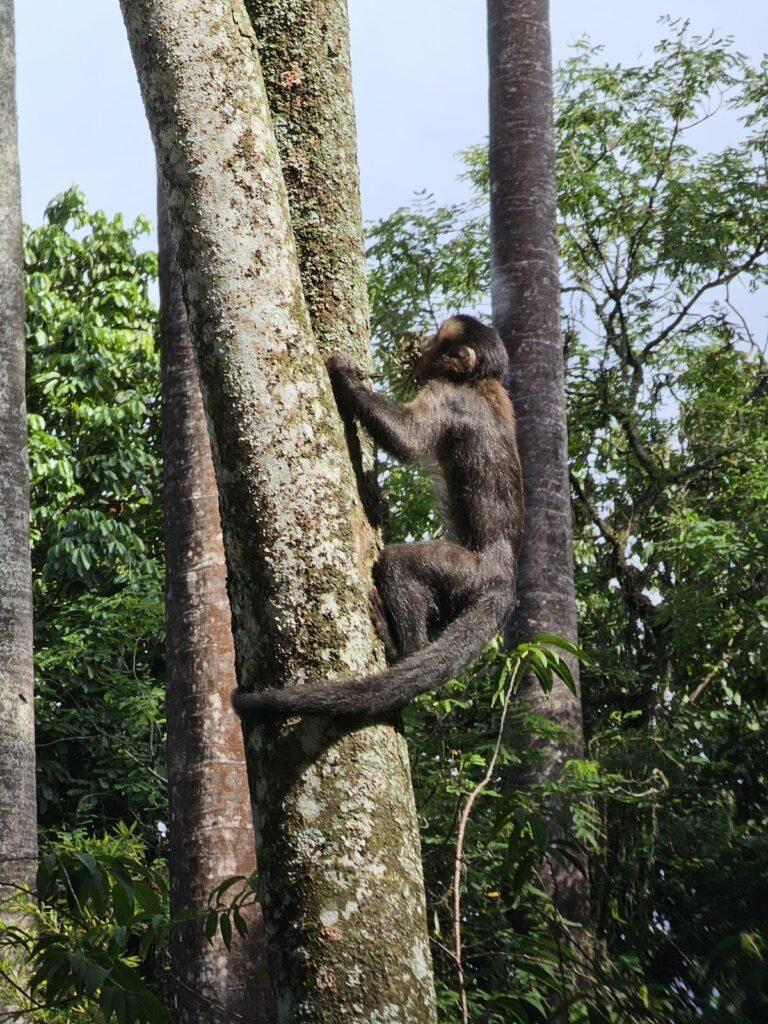 Jeune macaque qui grimpe à un arbre