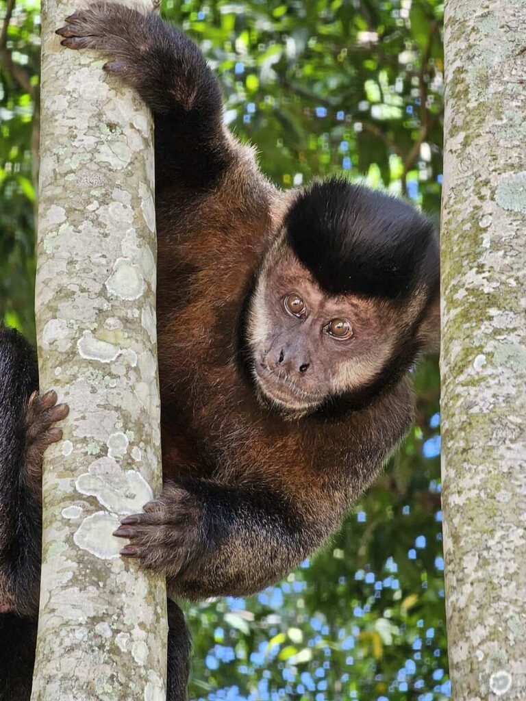 Petit singe accroché à un arbre