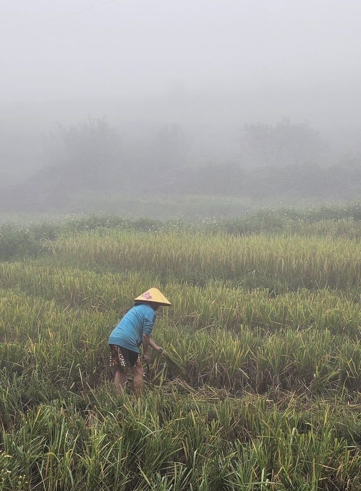Femme qui travaille à la rizière pour récolter le riz