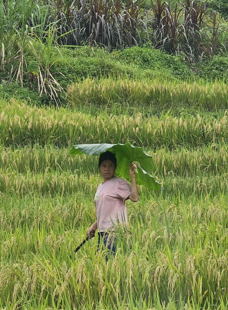 Paysanne qui se protège de la pluie avec une grande feuille de bananier
