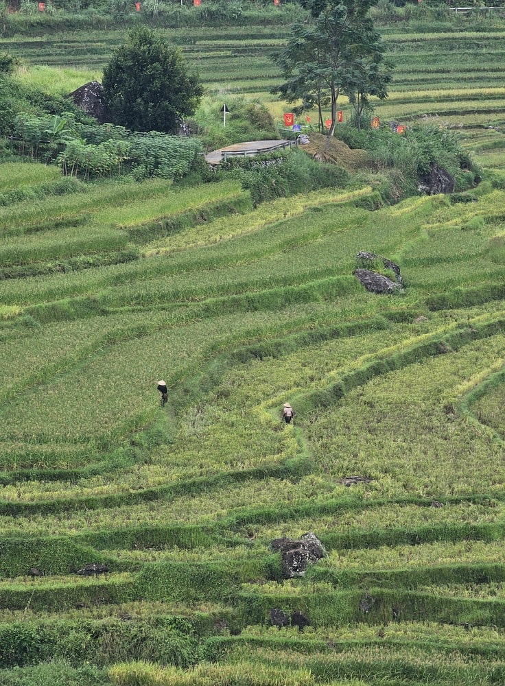 Paysans qui travaillent le riz dans les rizières au Vietnam