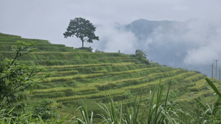 Rizière en terrasse devant les montagnes ennuagés du Vietnam