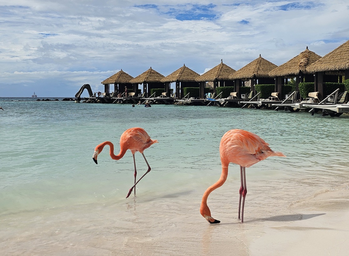 Voir les flamants roses sur l'île de la Renaissance en voyage à Aruba #aruba