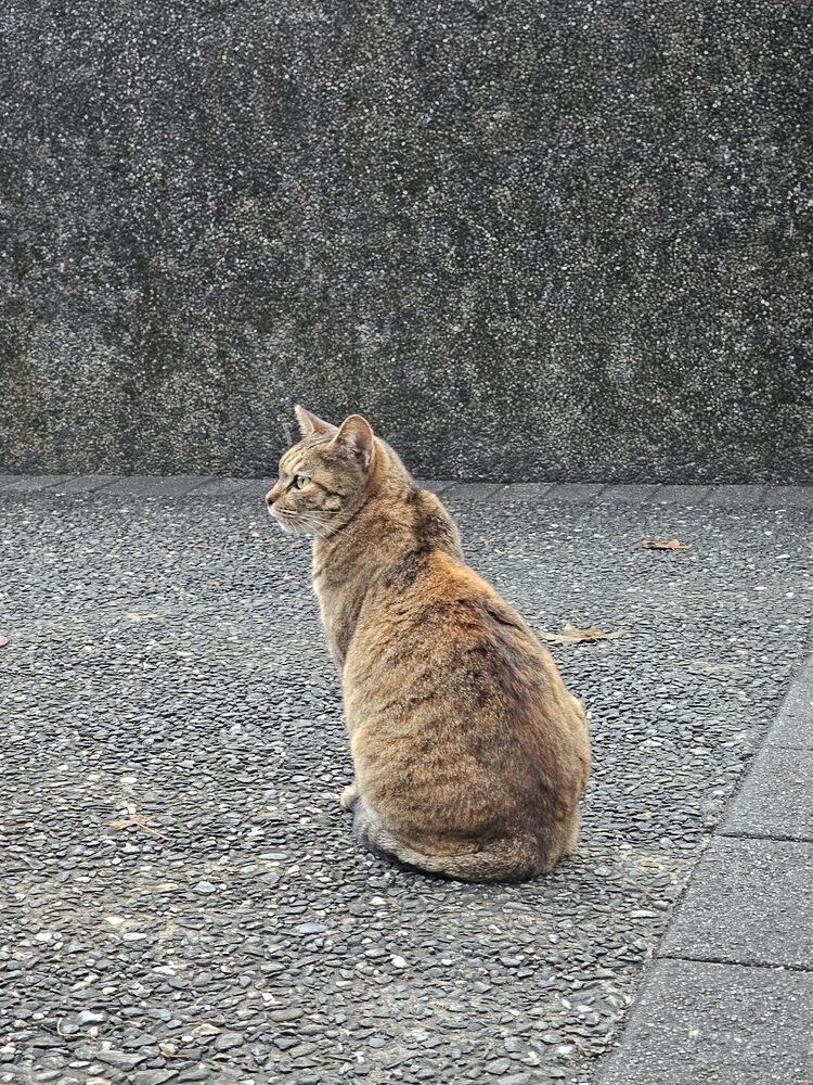 Chat dans la rue du village de chats de Houtong à Taiwan #catvillage #houtong #taiwan