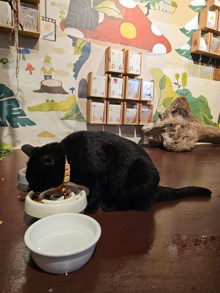 Chat qui mange dans le café de chat où il vit à Taipei, Taiwan #taipei #catcoffee #taiwan