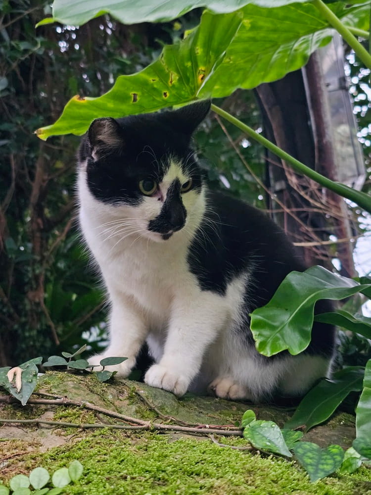Chat noir et blanc sous les arbres dans le village de Houtong à Taiwan #houtong #catvillage #taiwan