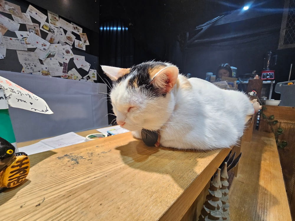Chat blanc sur le comptoir du café de chats de Taipei #catcoffee #taipei #taiwan