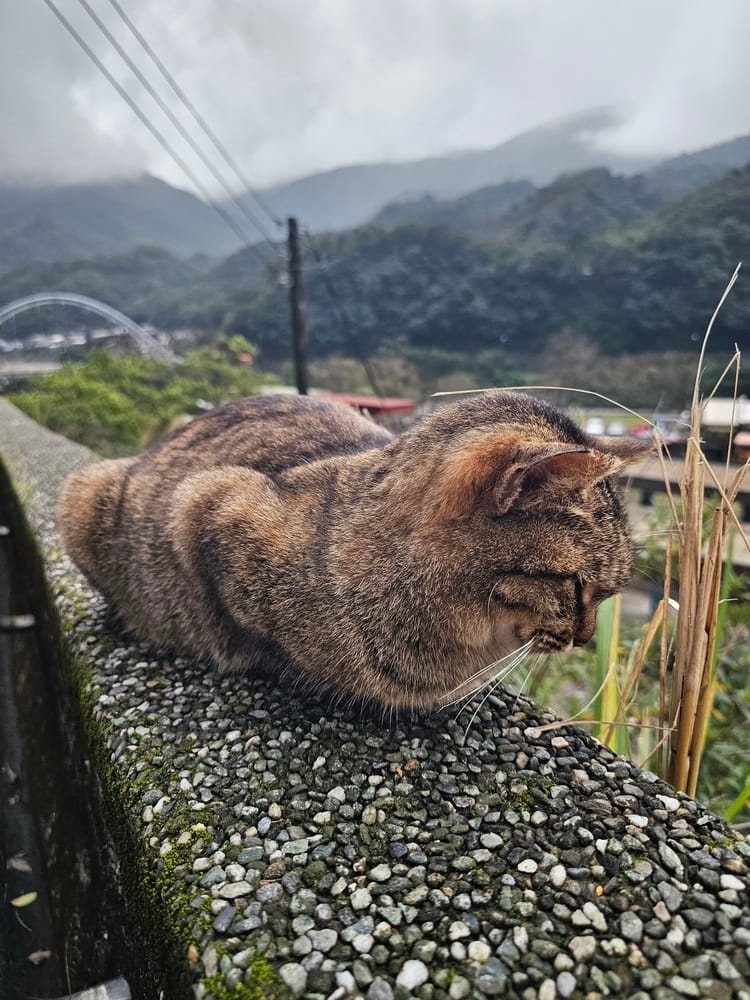 Chat assis sur la rampe de béton du Houtong Village à Taiwan #taipei # taiwan #catvillage