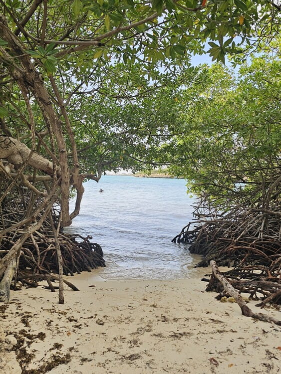 En voyage à Aruba, le snorkeling à Mangel Halto est un endroit da rêve #aruba #roadtrip #snorkeling