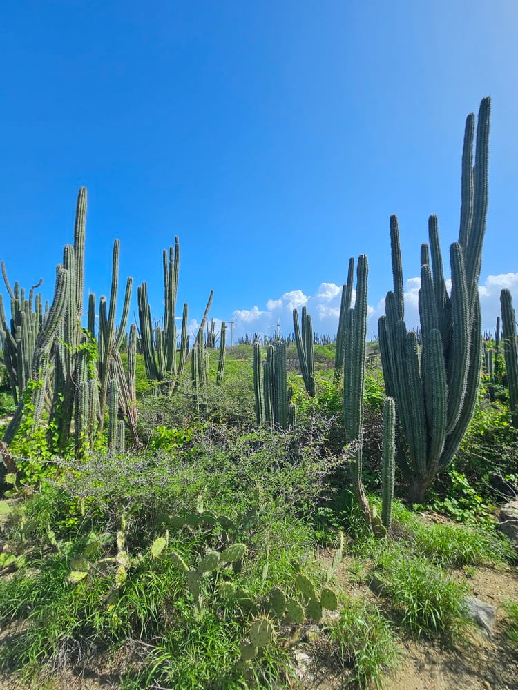 Cactus du parc national de Arikok à Aruba #aruba