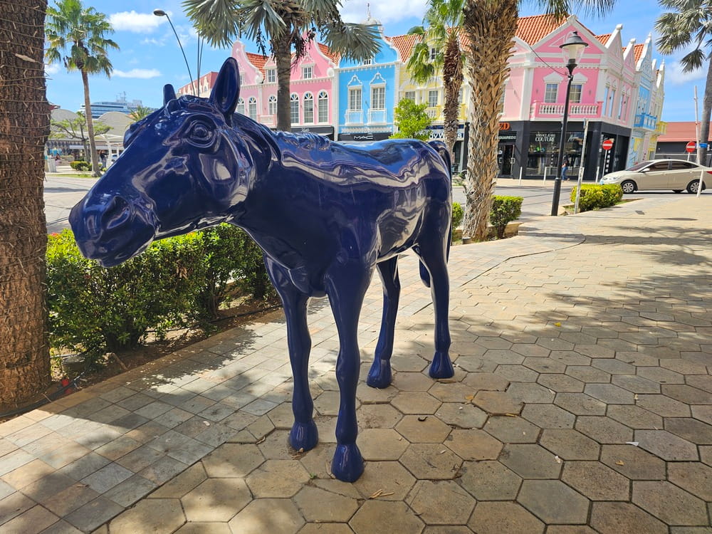 Les chevaux bleus à Oranjestad, capitale de Aruba sont populaires dans la ville et on s'amuse à les chercher partout #aruba