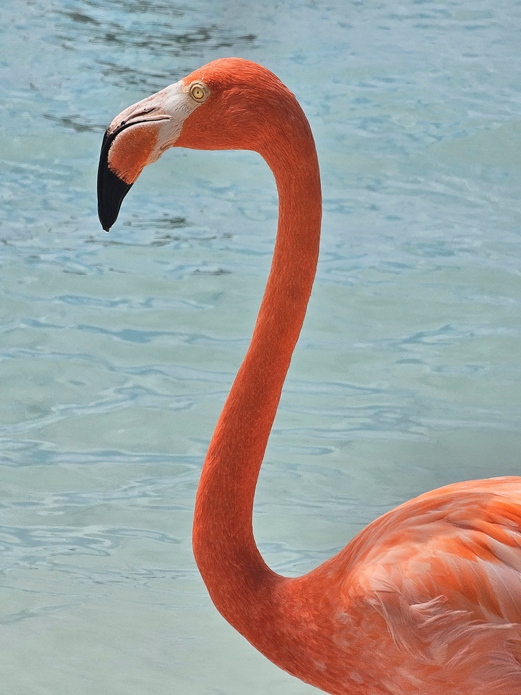 Flamant rose à Aruba #aruba