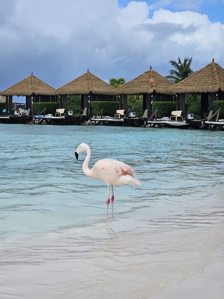 Pendant mon roadtrip à Aruba je suis allée voir les flamants roses de l'île de la Renaissance #aruba #roadtrip