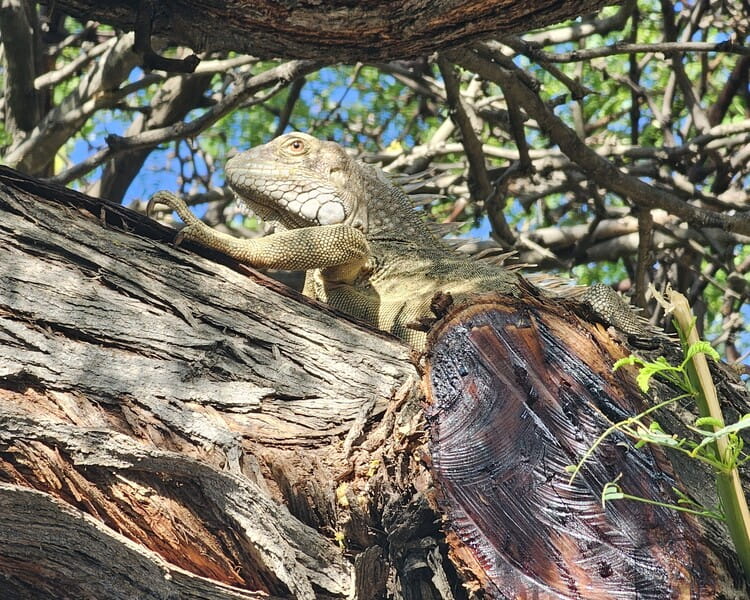 Quand on visite Aruba on rencontre des iguanes partout #aruba #roadtrip