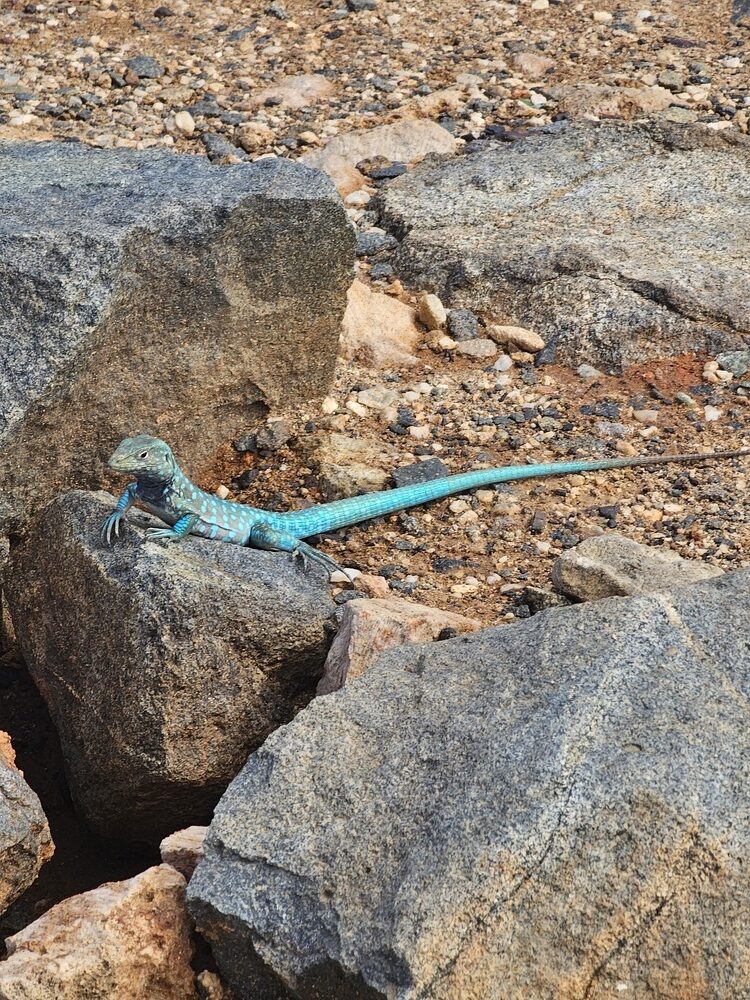 Lézard à queue de cheval ou Aruban Whiptail lizard qu'on voit partout quand on voyage à Aruba #aruba #roadtrip