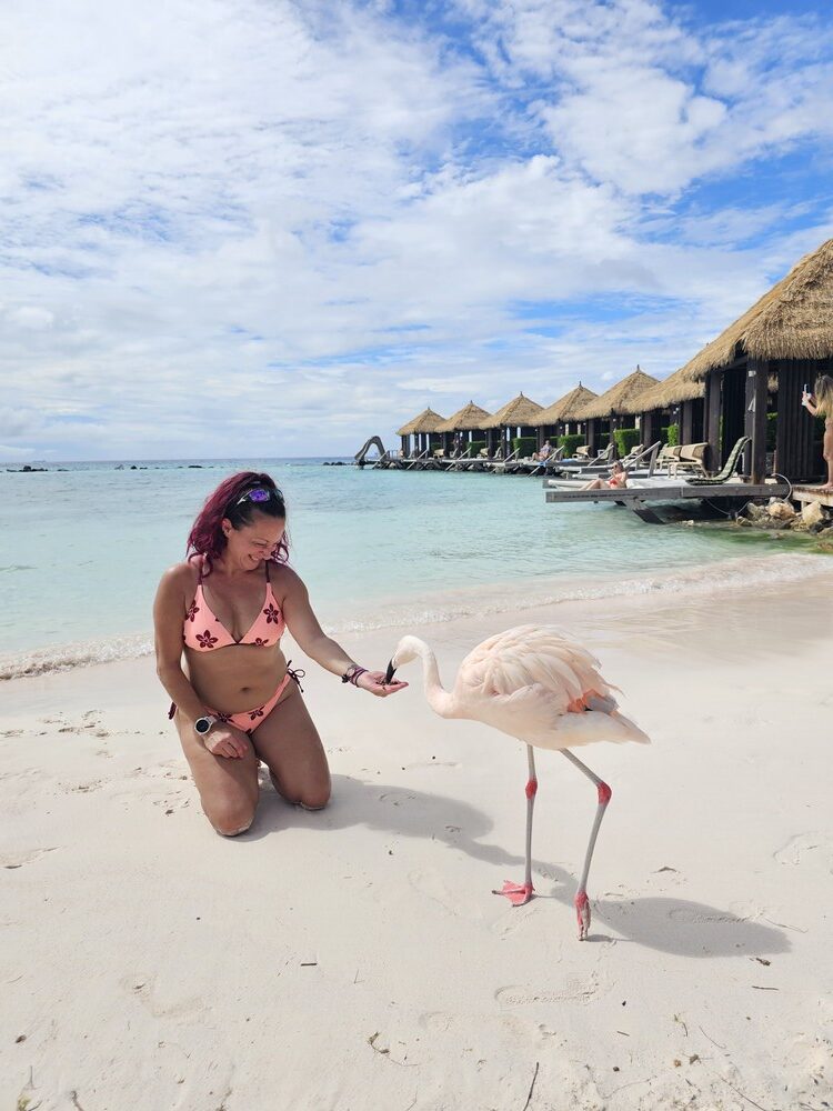 J'ai nourris les flamants roses à Aruba quand j'ai fait mon roadtrip sur l'île #aruba #roadtrip
