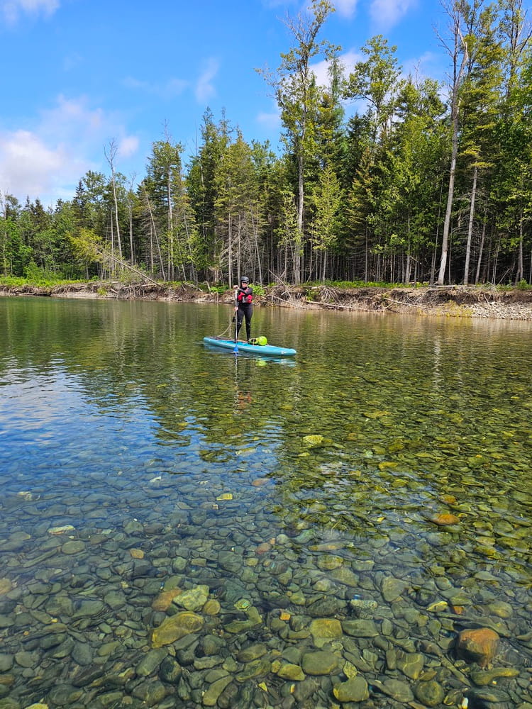 Debout sur nos planches, on voit la transparence de l'eau de la rivière Petite Cascapédia, en Gaspésie #paddleboard #Gaspesie