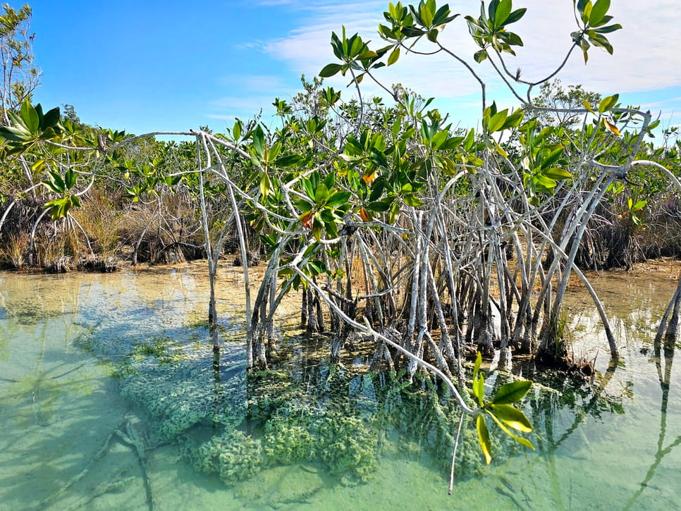 Mangroves et eau translucide de Bacalar