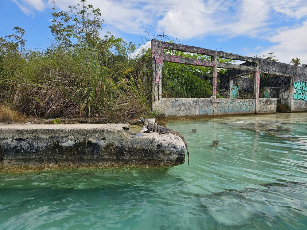 En faisant du paddleboard à Bacalar, on peut voir des iguanes noirs #bacalar #mexique #paddleboard