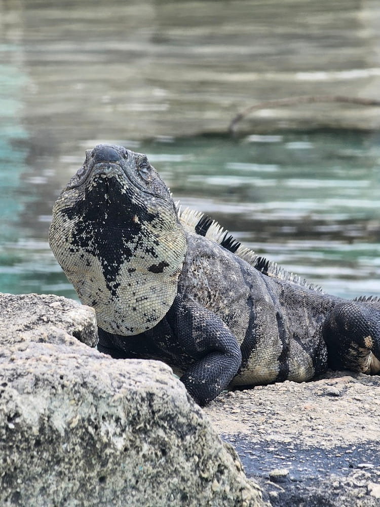 Iguane noir à Bacalar