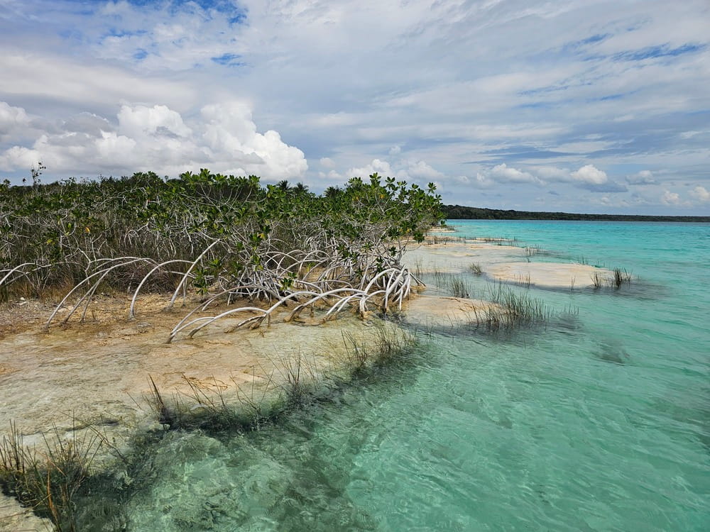 Il y a des stromatolithes partout à Bacalar au Mexique et les mangroves aiment y pousser